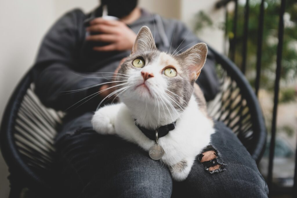 A person cat-sitting a calico cat