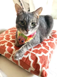 1. Tabby cat Chester lying on the couch with healthy, shiny fur.